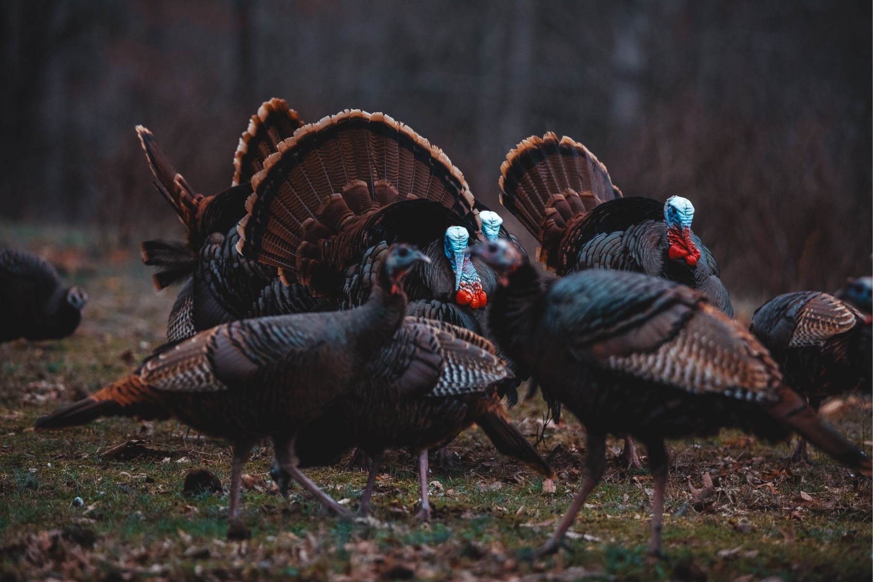 A flock of wild birds