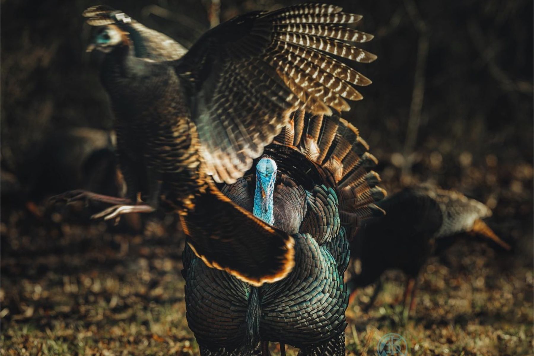 A wild turkey hen flies down in front of a strutting gobbler.