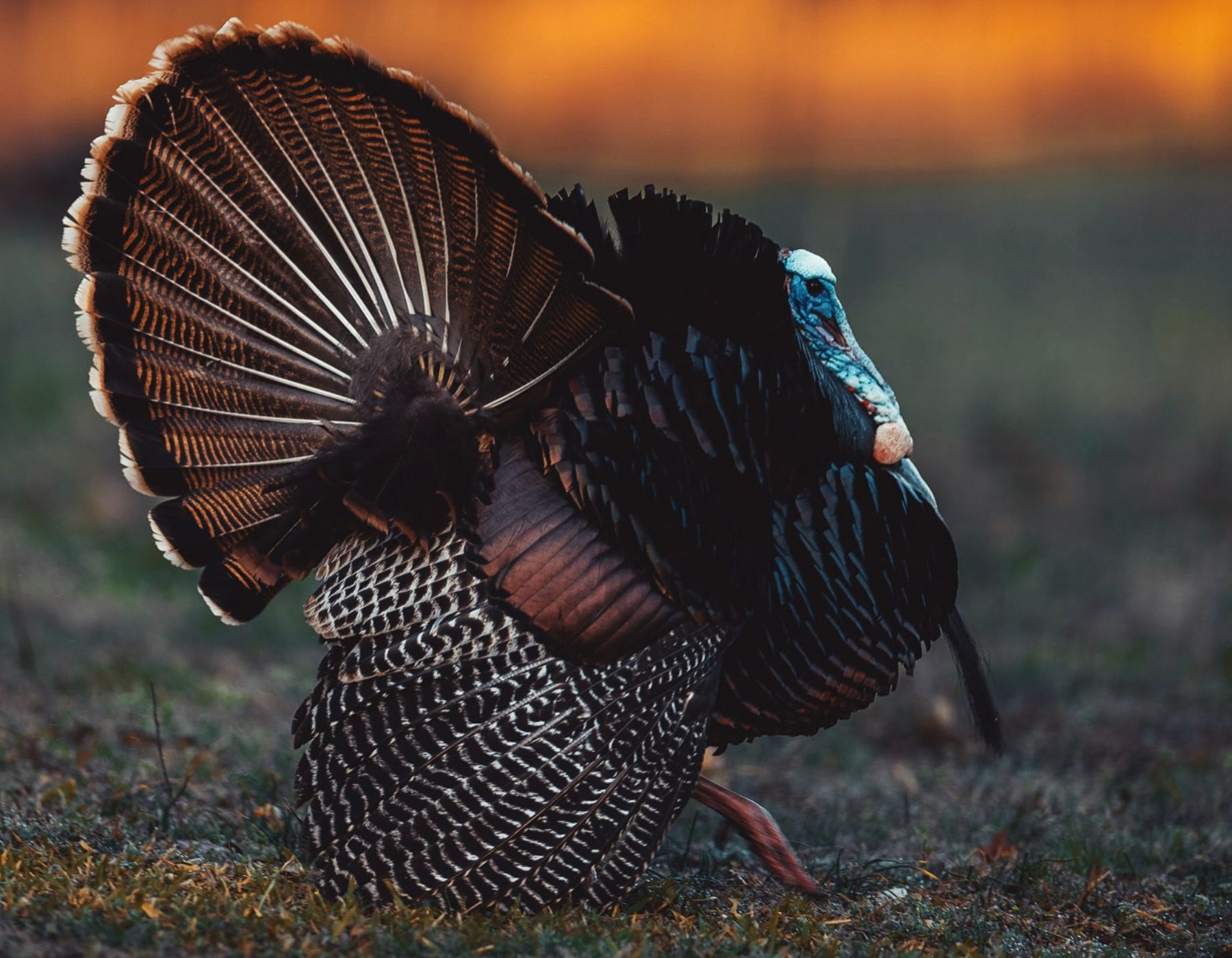A large gobbler struts in a field during the golden hour.