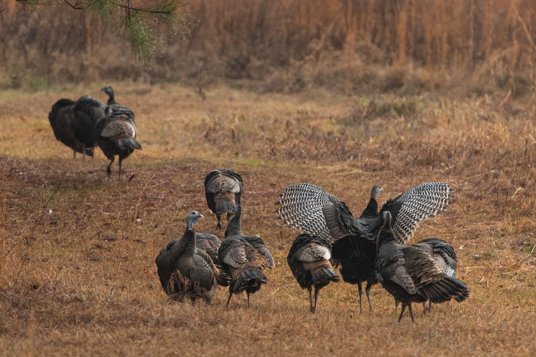 A flock of wild turkeys feed in a grassy area.