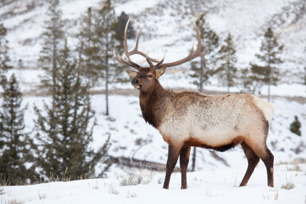 Monster bull elk