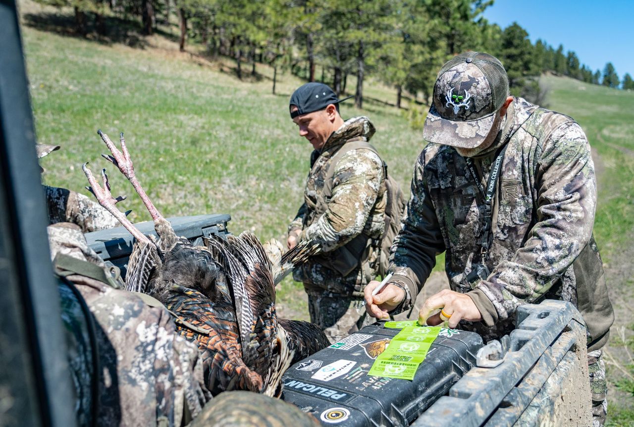 Two hunters punching turkey tags
