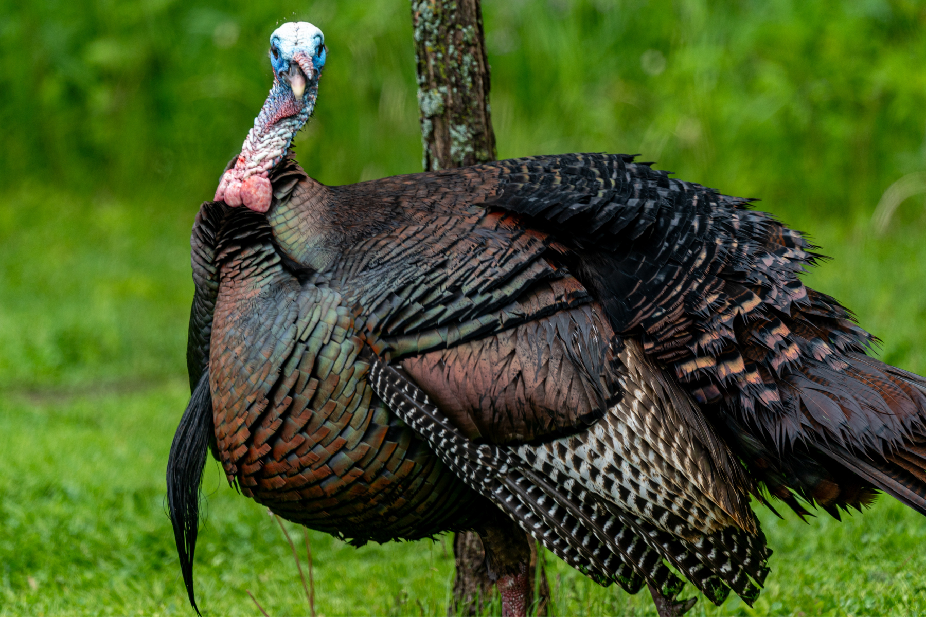 Wild Eastern Turkey coming out of strut after hearing a call