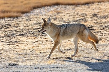 Predator Hunting: Tips & Tricks For Increased Success