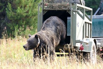 Screwworms, Whitetails & Grizzly, Oh My! 