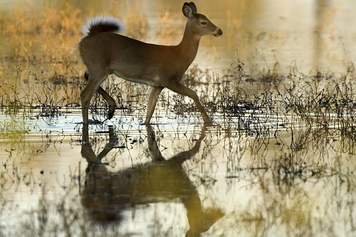 Proper Deer Carcass Disposal: Getting More From Your Deer