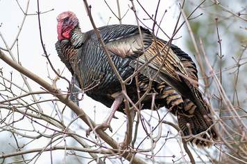 How to Scout for Turkeys: Reading Sign and Identifying Roosts 