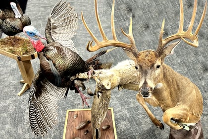 The Most Creative Deer & Turkey Taxidermy Mounts You’ve Ever Seen 