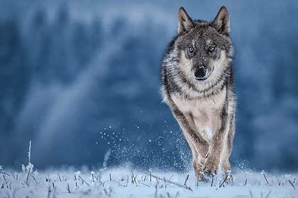 QUIZ: Are You An Alpha Male Or A Beta? 