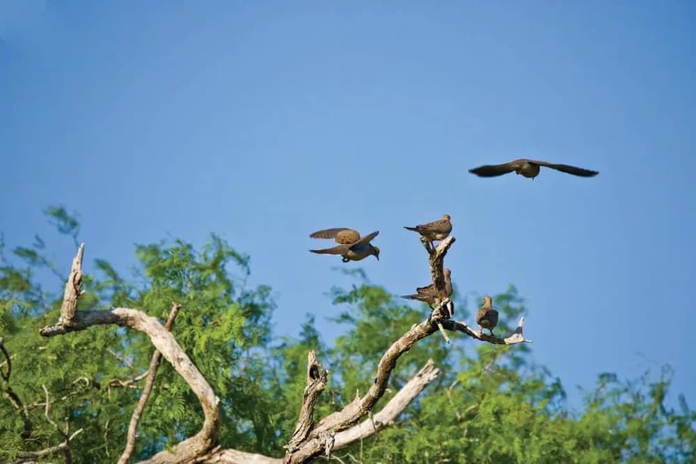 A Bevy of Memories from Texas Dove Hunting