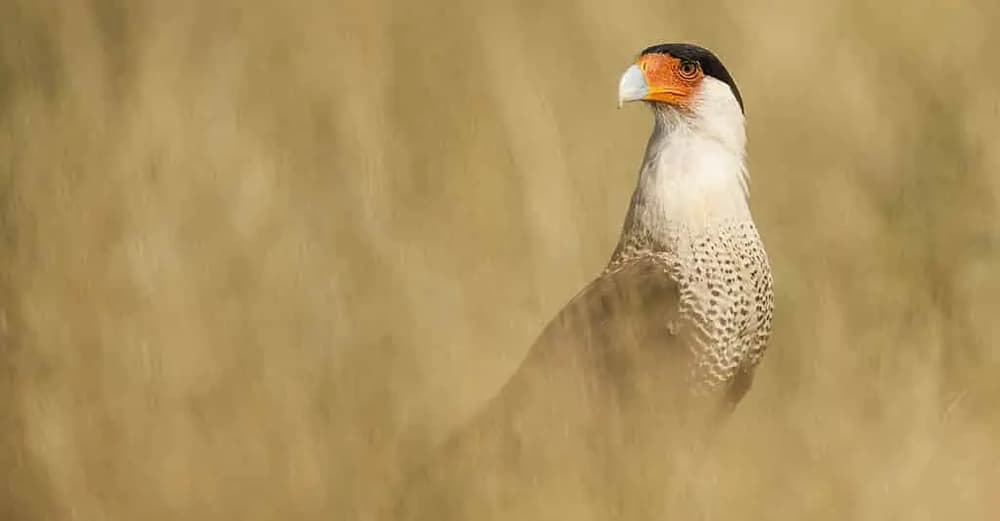 Life in Wildlife Photography