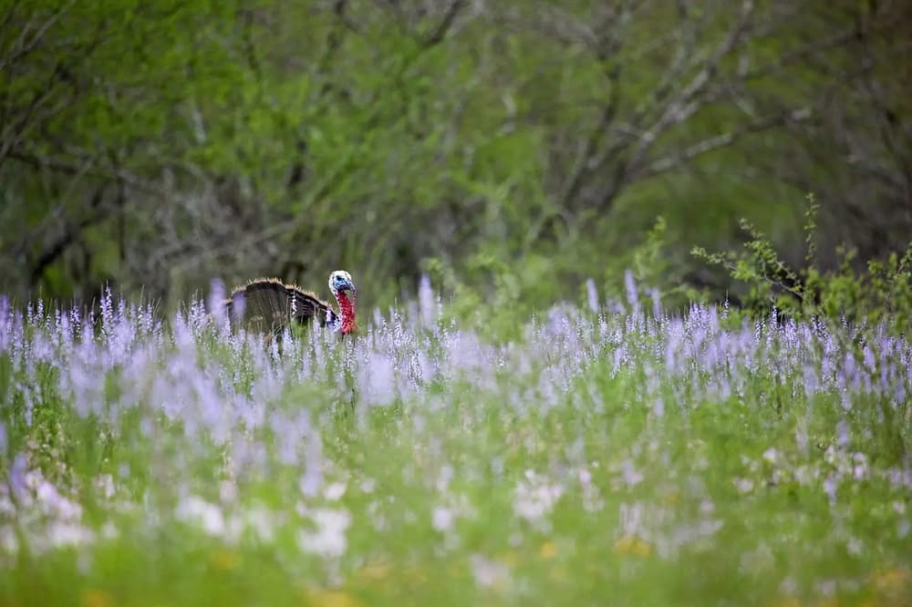 Spring Hunting Trips: Turkey, Morels & Sheds