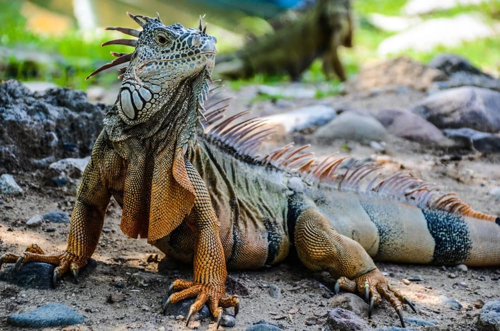 ‘Python Cowboy’ Takes Aim To Control Florida’s Invasive Iguanas