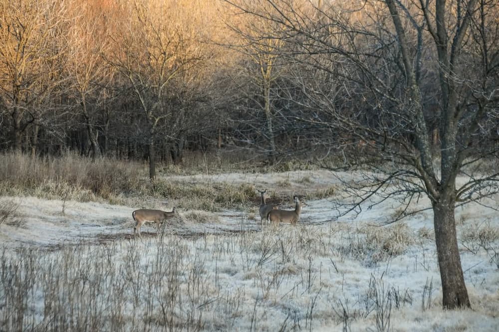 Scouting for Whitetail Deer? Use These 7 Tips To Bag a Big Buck