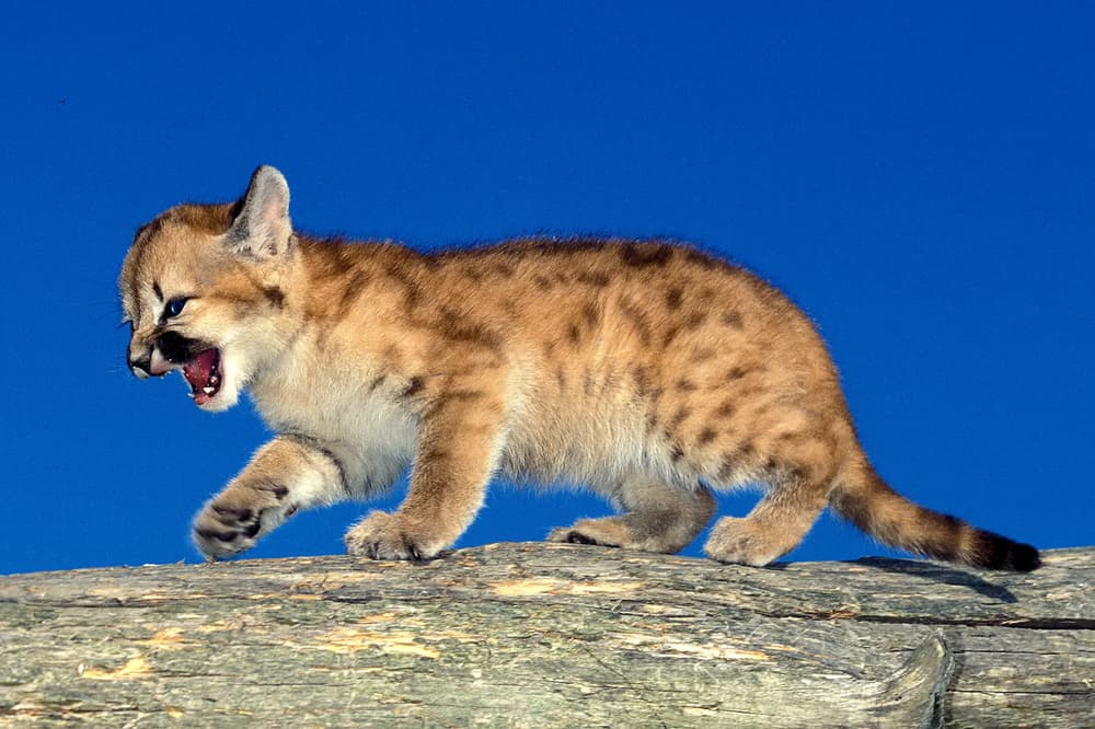 New Ammo, Beekeeping Classes, Regulation Changes, Cougar Cubs in Michigan & More