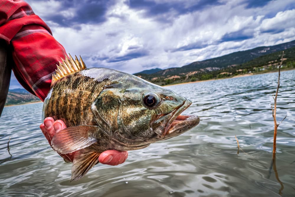 Tackle Box Necessities: Essentials for Freshwater Dominance