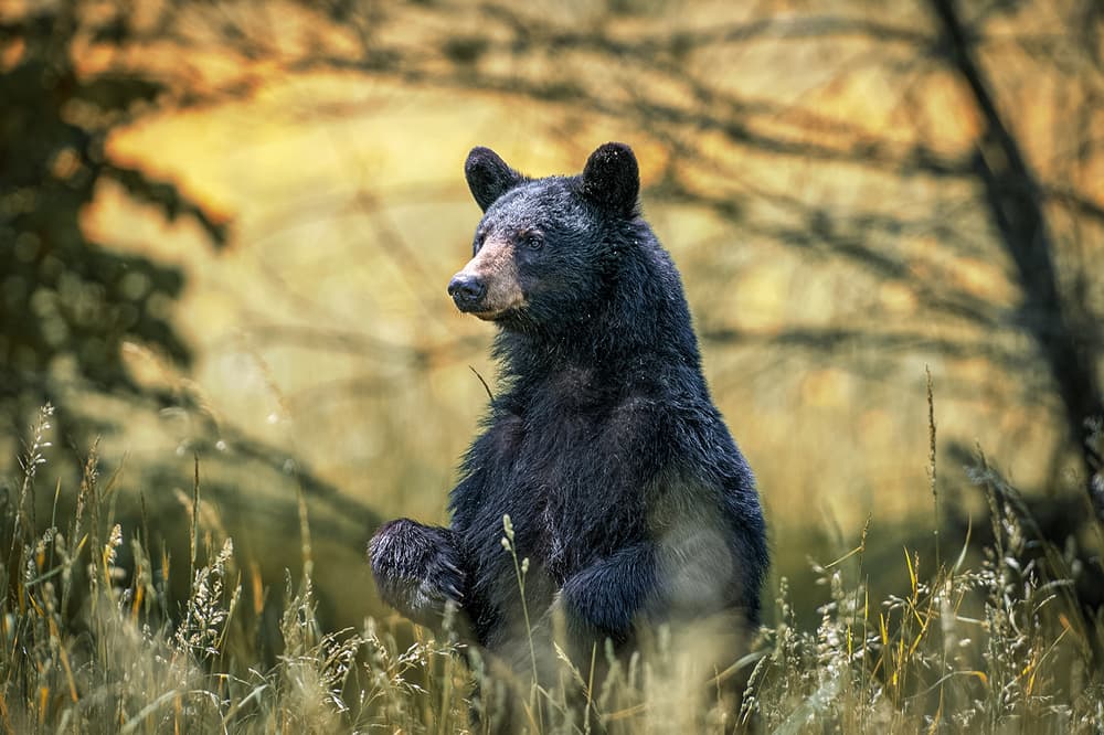 Cornell University Student Hunters Skin Bear in Dorm Kitchen