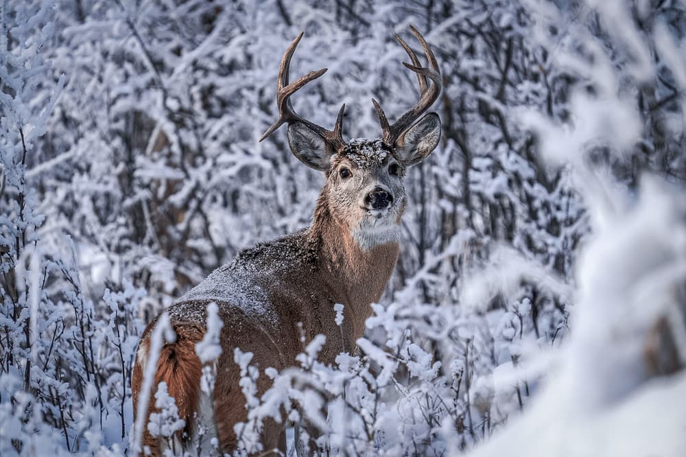 Cold Weather Hunting Gear: Make or Break Essentials