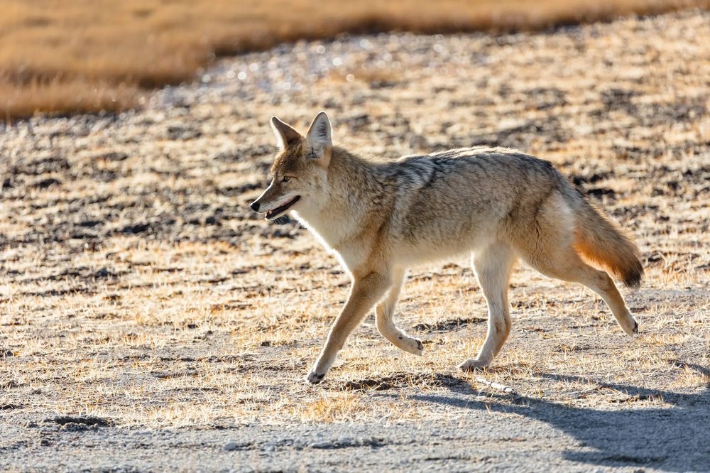Predator Hunting: Tips & Tricks For Increased Success