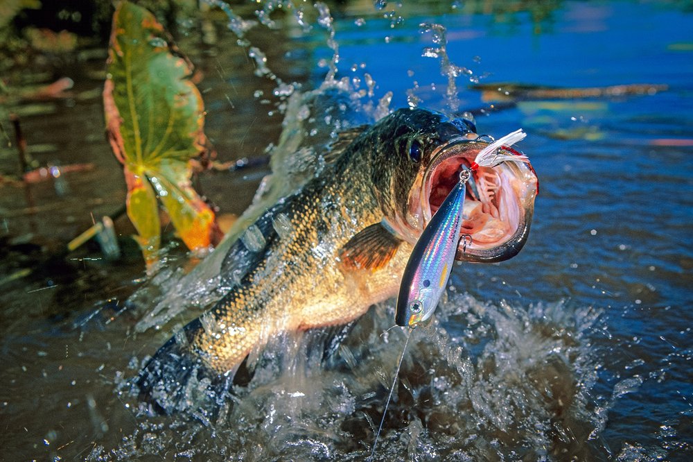 10 Bass Fishing Gear Items Every Angler Needs