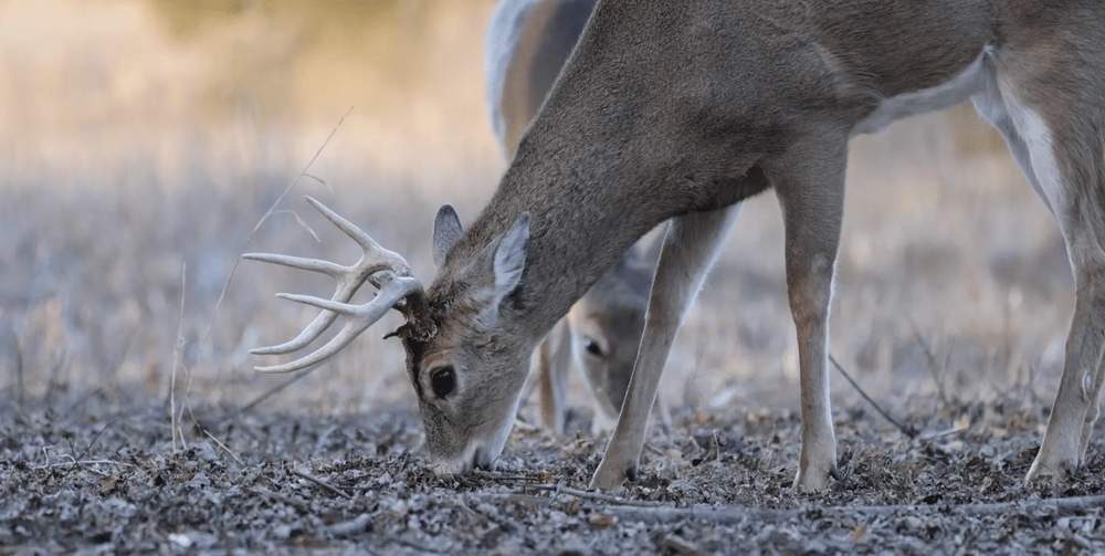 Jobs That Let You Hunt More
