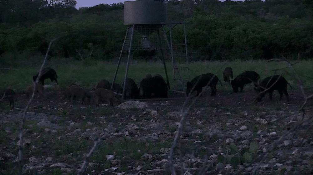 Hunting Tactics for Pressured Hogs