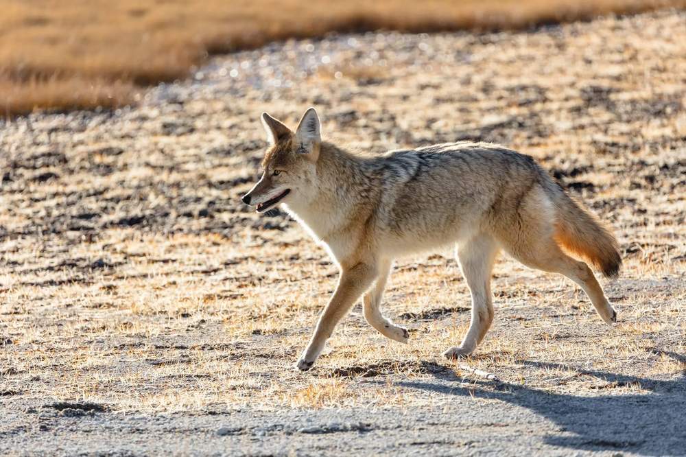 Predator Hunting: Tips & Tricks For Increased Success