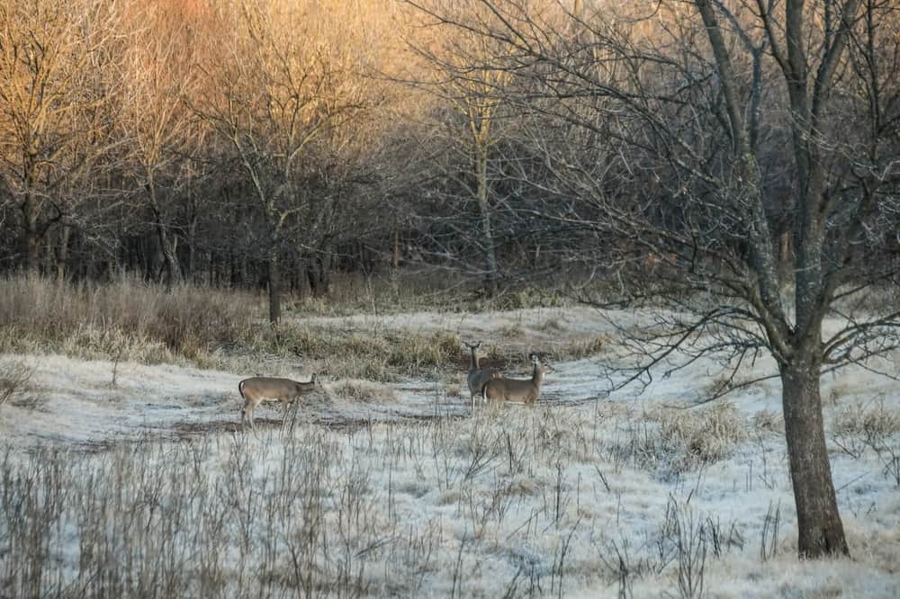 Scouting for Whitetail Deer? Use These 7 Tips To Bag a Big Buck