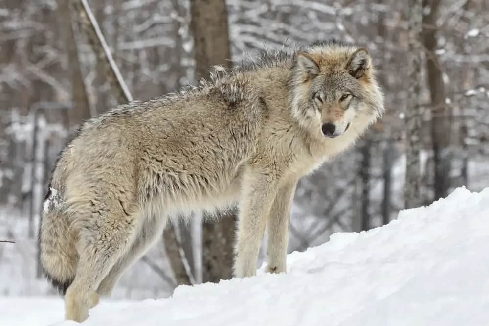 Sweet Giveaways, Wolf Releases, & 2A News For Adults Under 21