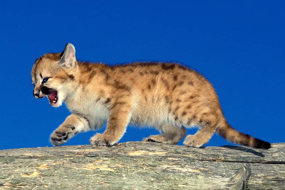 New Ammo, Beekeeping Classes, Regulation Changes, Cougar Cubs in Michigan & More