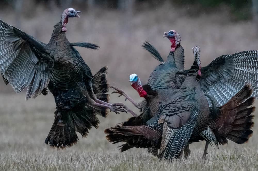 Figuring Out Wild Turkey Behavior: Difficult But Not Impossible