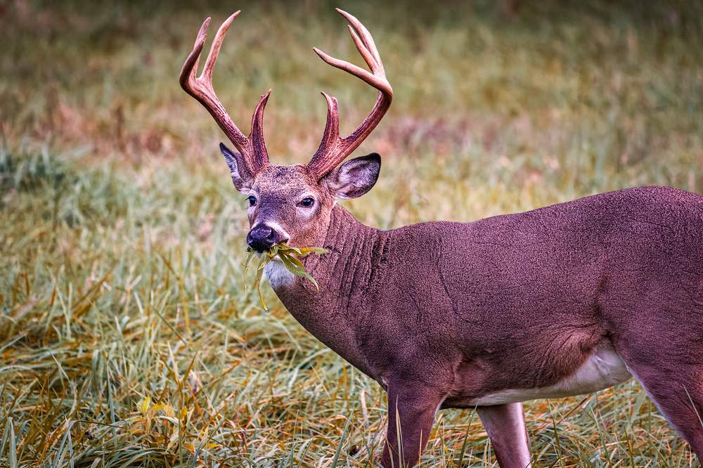 7 Early-Season Food Sources Whitetail Hunters Overlook