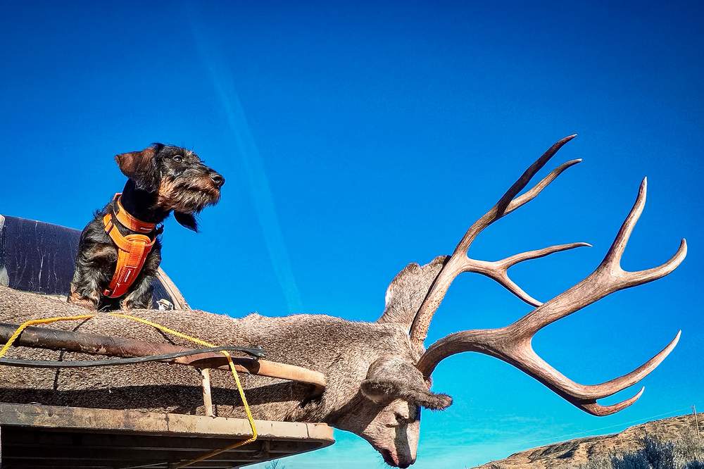 How Tracking Dogs Help Hunters Recover Deer