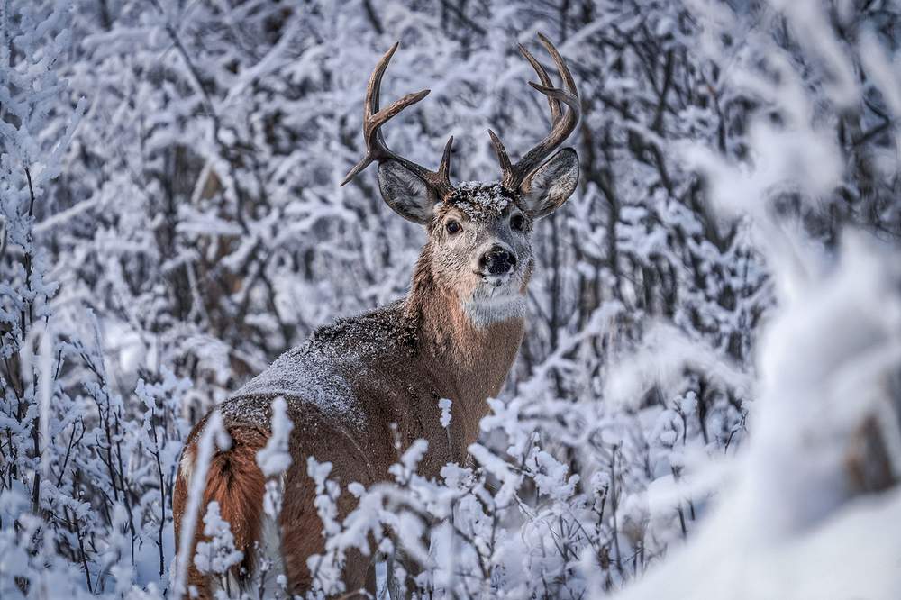 Cold Weather Hunting Gear: Make or Break Essentials
