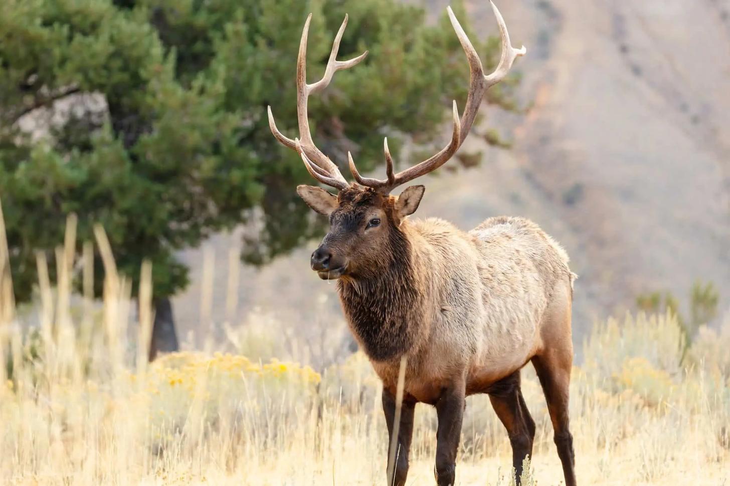 Hunting Gear On Sale: DECKED, Archery Gear, Sitka & More