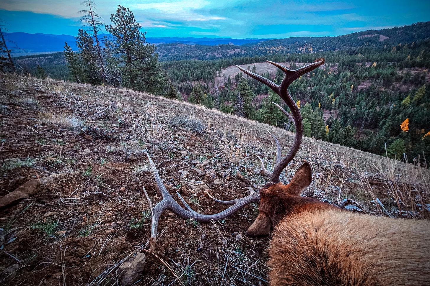 downed elk with beautiful landscape