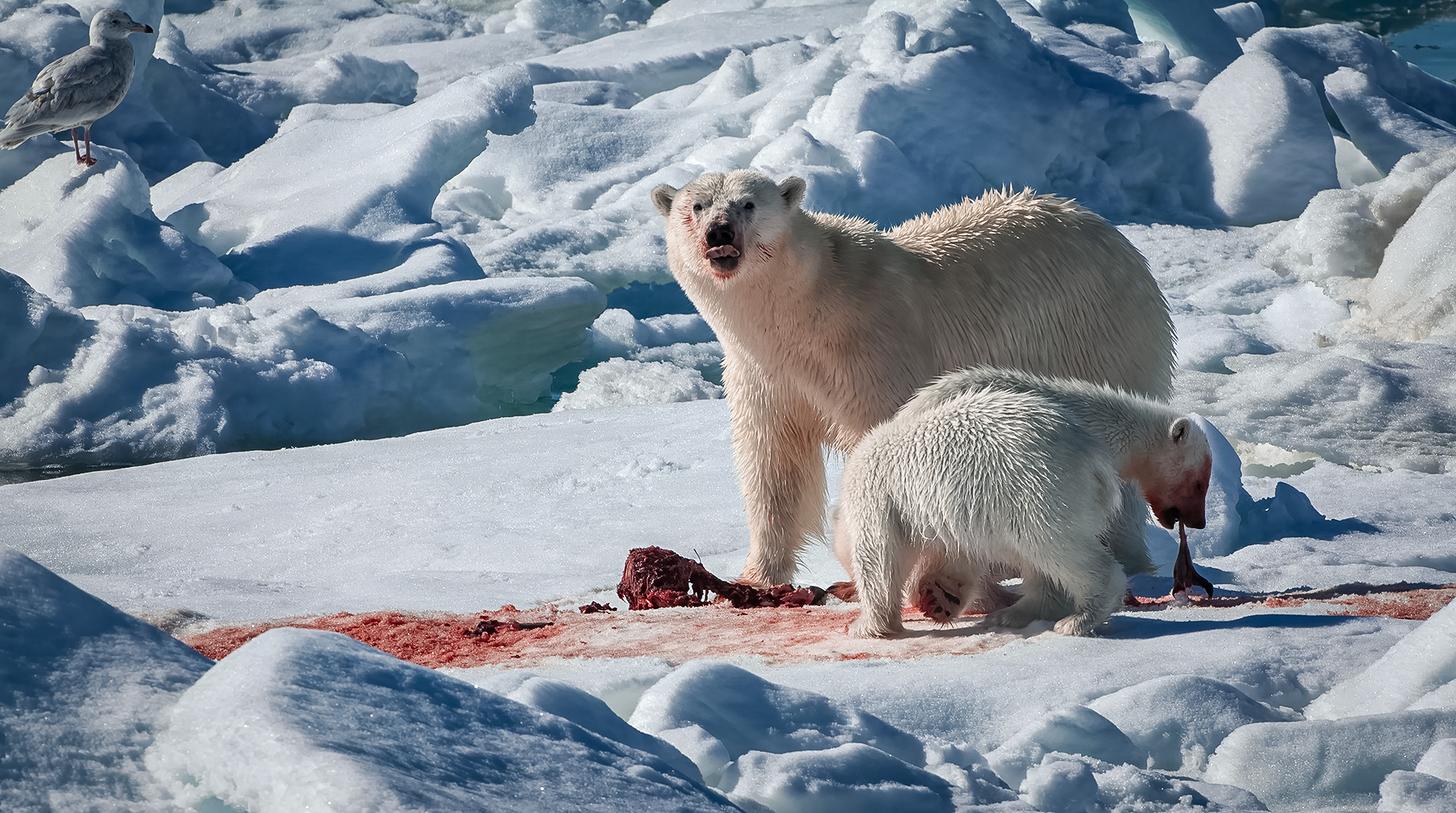 polar bears devouring a kill