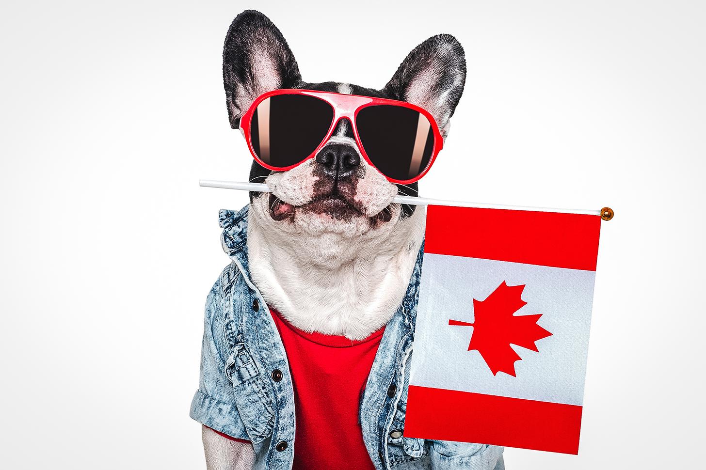 pug dog in sunglasses holding canadian flag