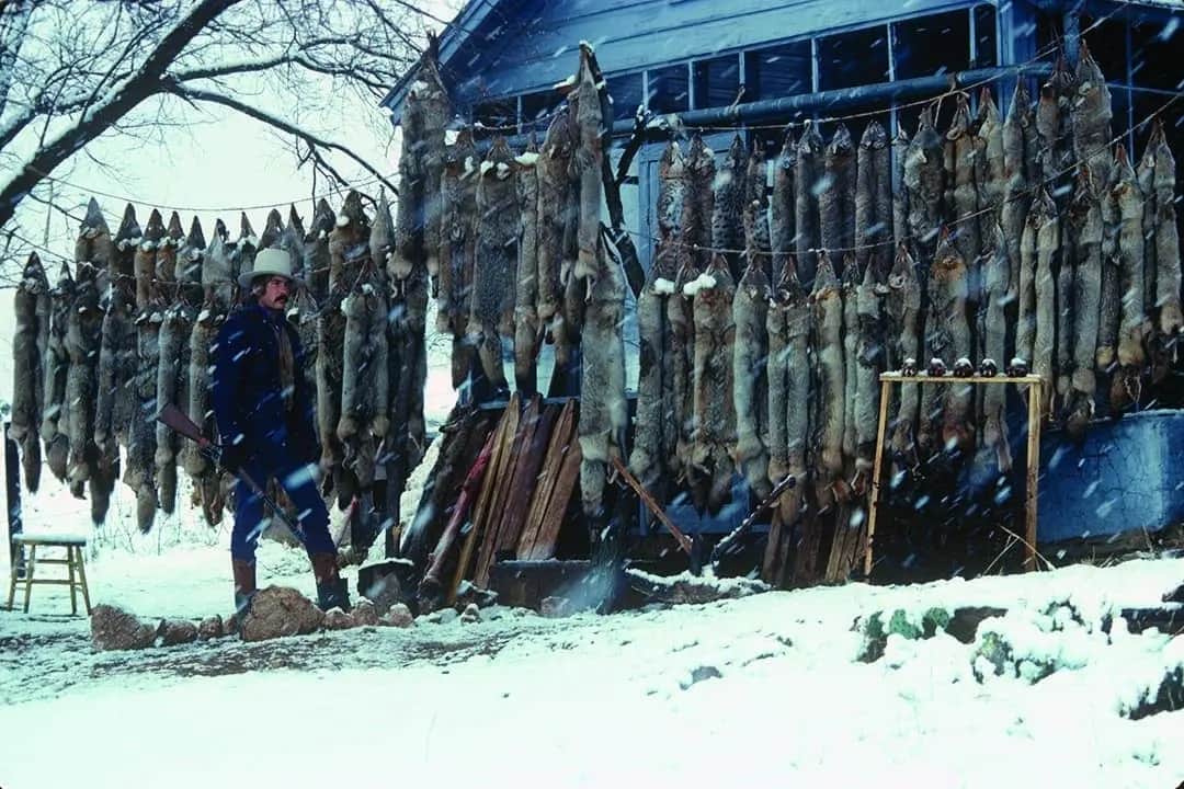 Matching Wits With The Wily Coyote