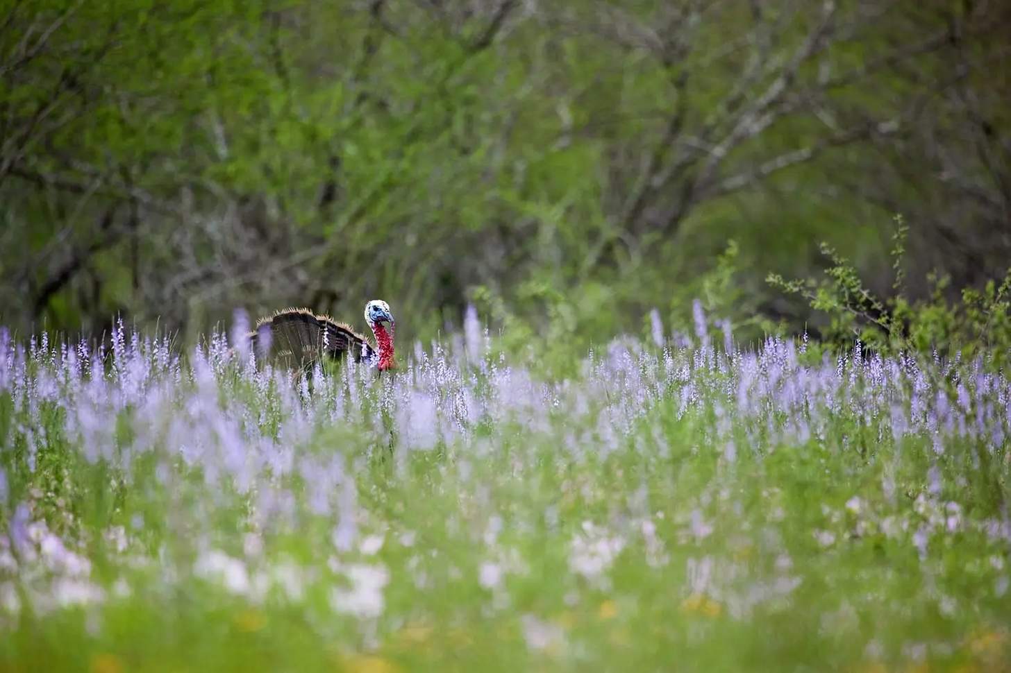 Spring Hunting Trips: Turkey, Morels & Sheds