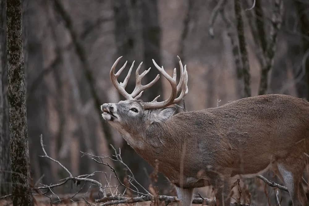When Is Deer Rut