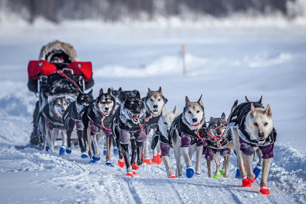 Iditarod: The Last Great Race On Earth