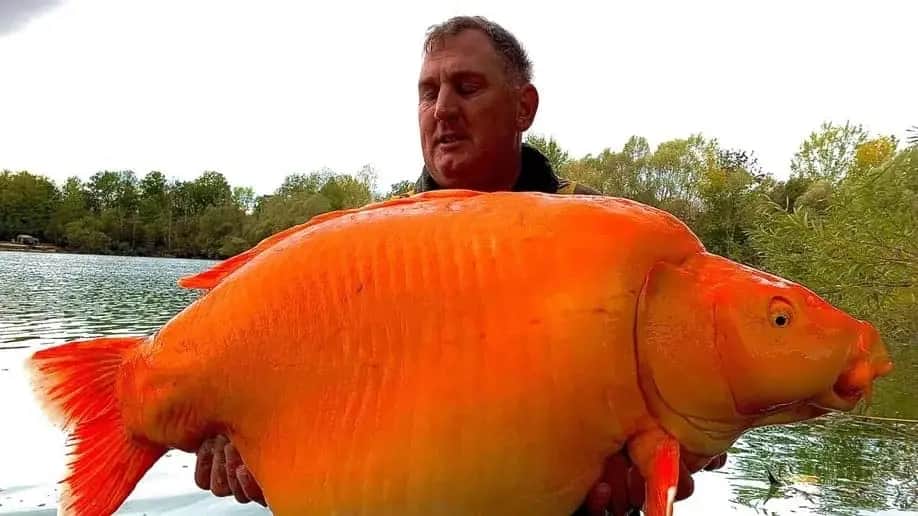 Angler Hooked Monster Goldfish