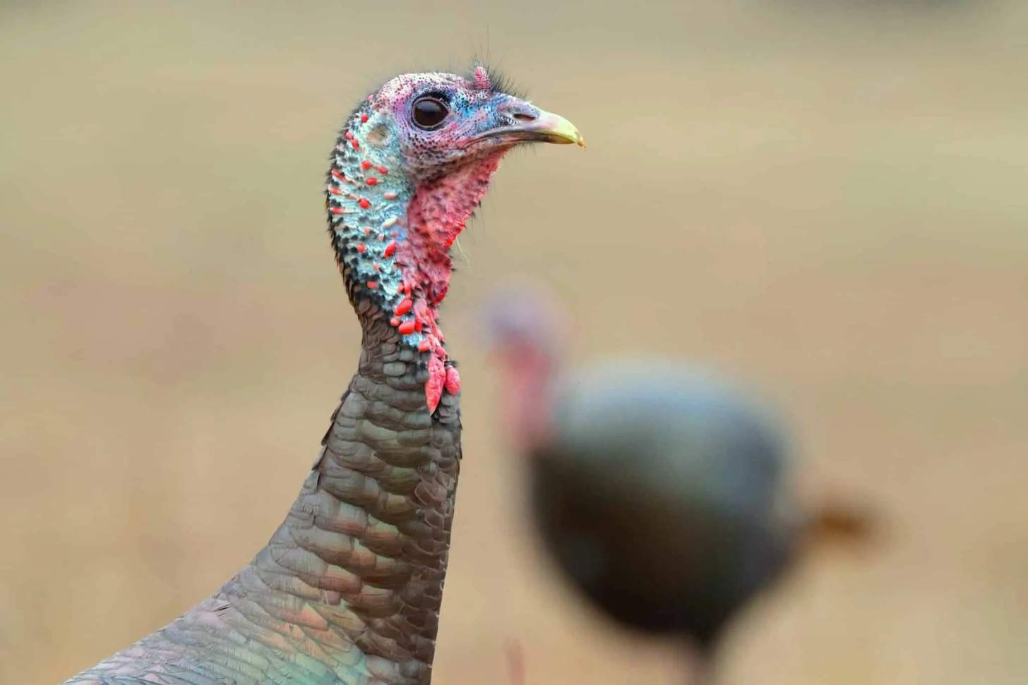 Wild Turkey Habitat, Hunting & Population Trends