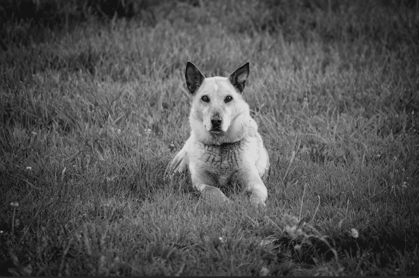 The Last Ride: A Dog Named Copper