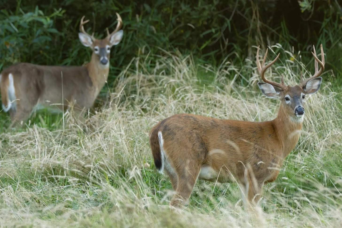 When Should A Hunter Pass on a Buck?