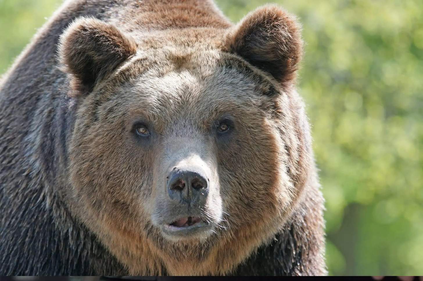 Predator Vs. Prey: How to Hunt Like Wild Animals