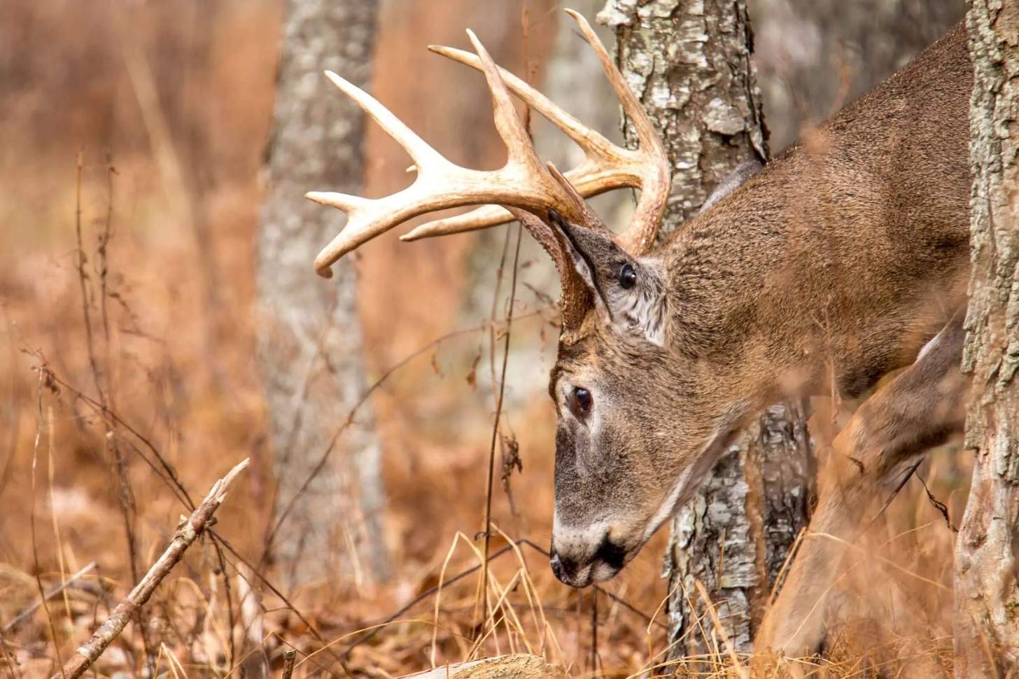 21 Best Times to Kill Big Whitetail Bucks