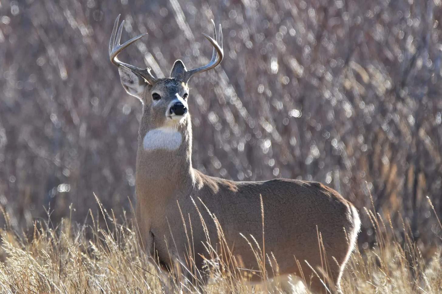 Pro Tips For Hunting The Whitetail Rut