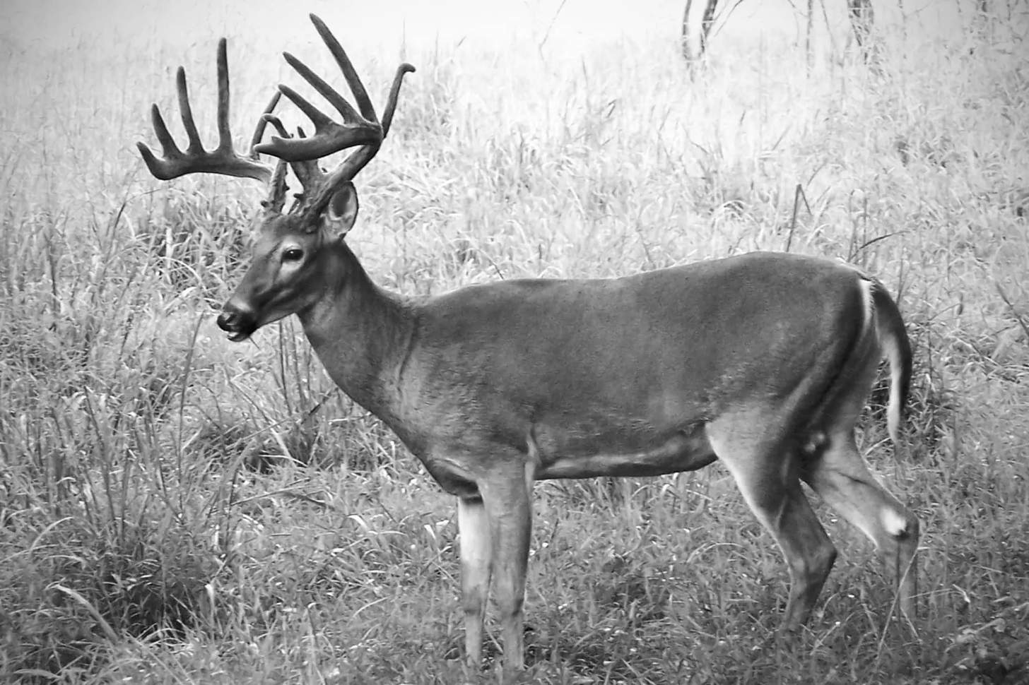 10 Worst States to Kill a Booner Buck